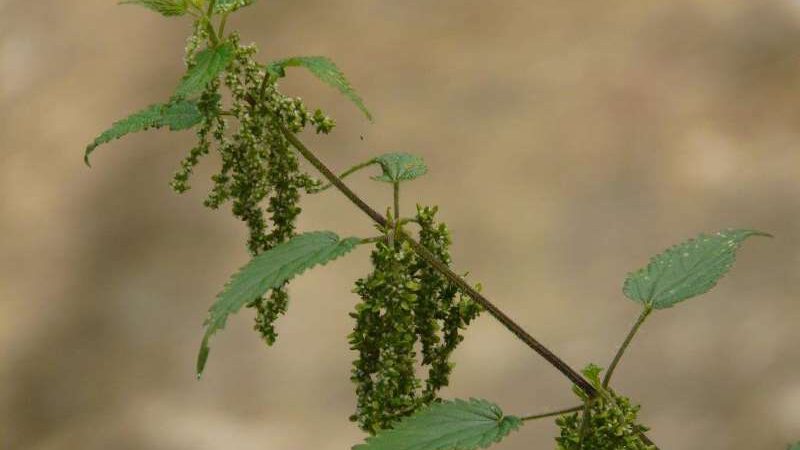 Natur Direkt – Brennnessel neu entdeckt!